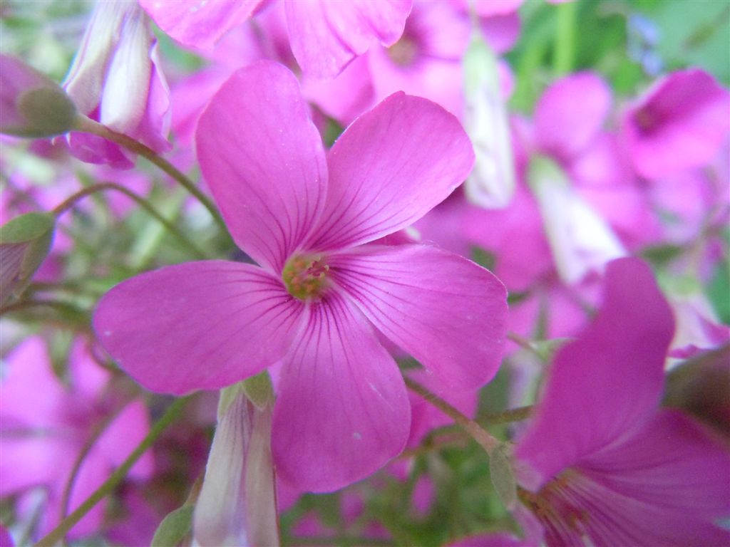 Oxalis articulata